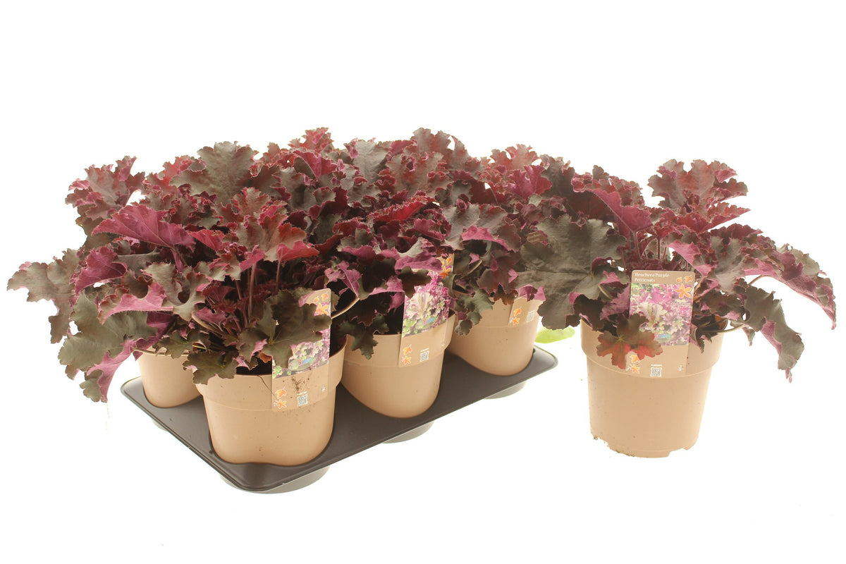 Heuchera Purple Petticoats 25cm 15cm Pot