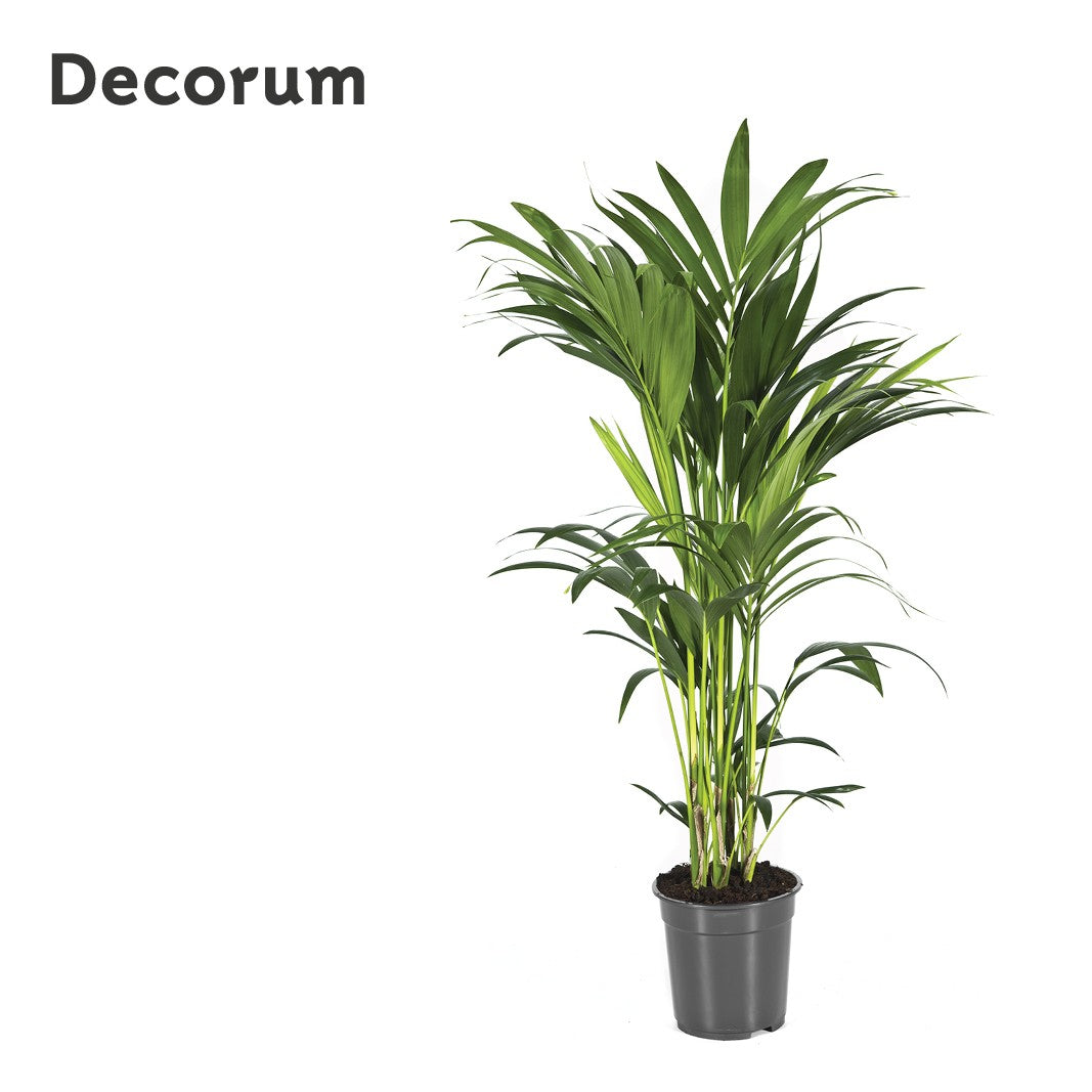 Howea forsteriana 110cm 21cm Pot