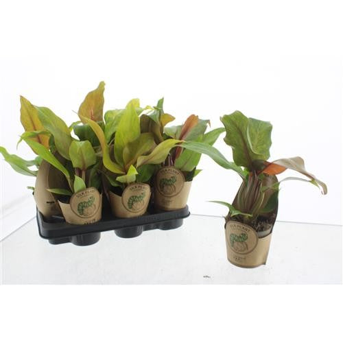 Philodendron Prince Of Orange 30cm 11cm Pot