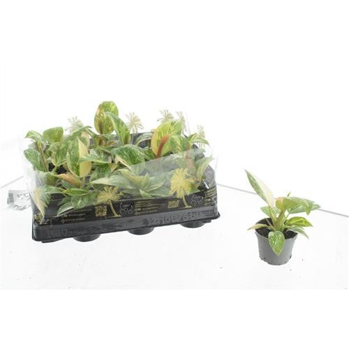 Philodendron Green Dragon 15cm 6cm Pot