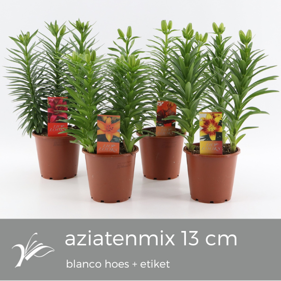 Lilium Asiatic mix 35cm 13cm Pot