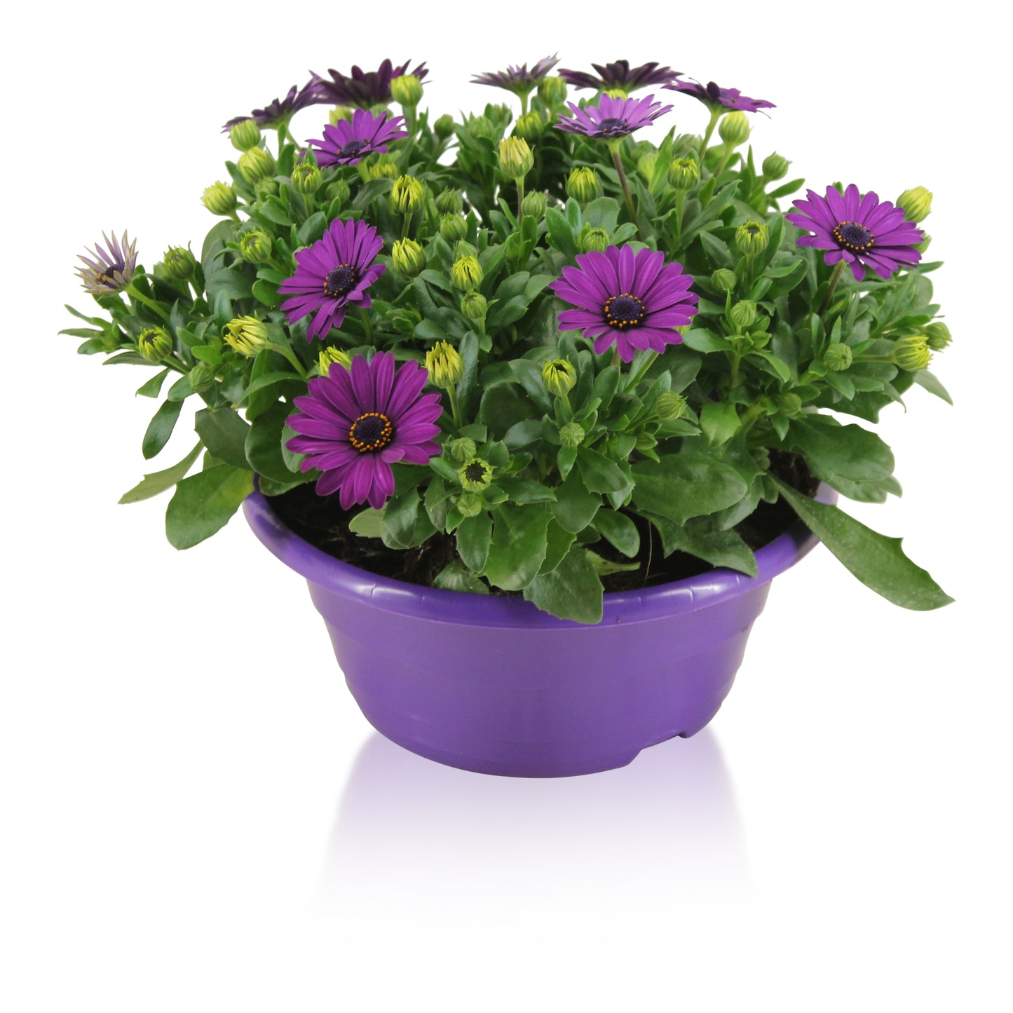 Osteospermum Margarita Purple 27cm 23cm Pot