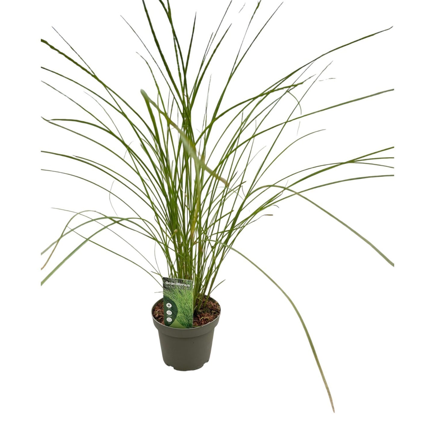 Miscanthus sin. Gracillimus 150cm 23cm Pot