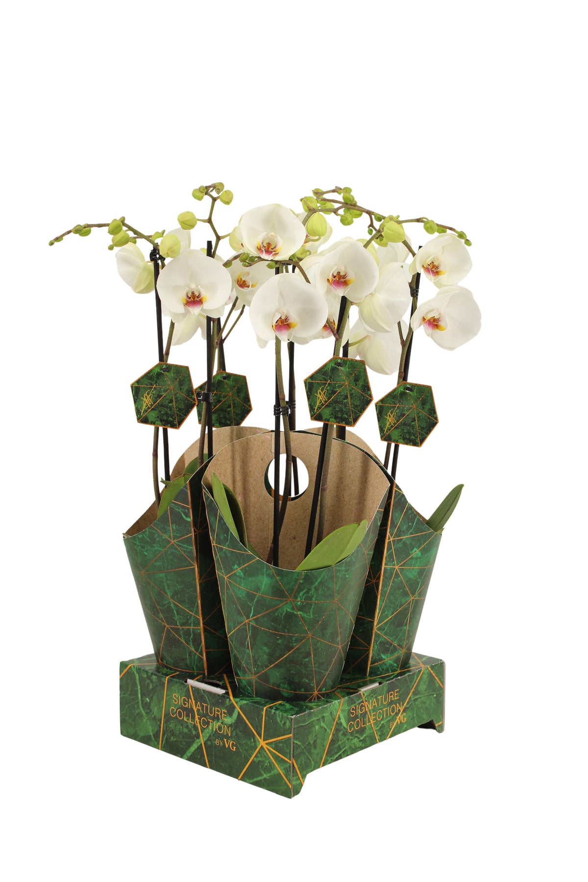 Phalaenopsis white 60cm 12cm Pot