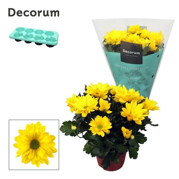 Schie Van Chrysanthemum Margarita Yellow Pack of 8
