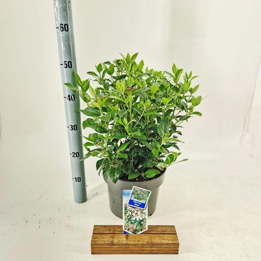 Viburnum tinus 45cm 23cm Pot