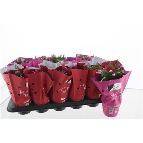 Schlumbergera mix 17cm 9cm Pot
