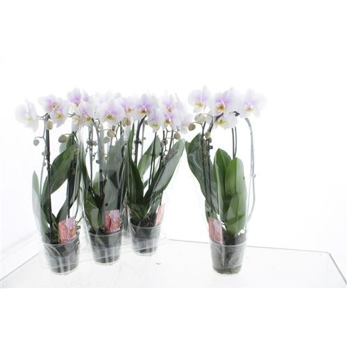 Phalaenopsis Elegant cascade 45cm 12cm Pot