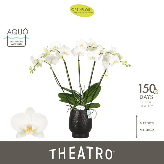 Phalaenopsis white 60cm 12cm Pot
