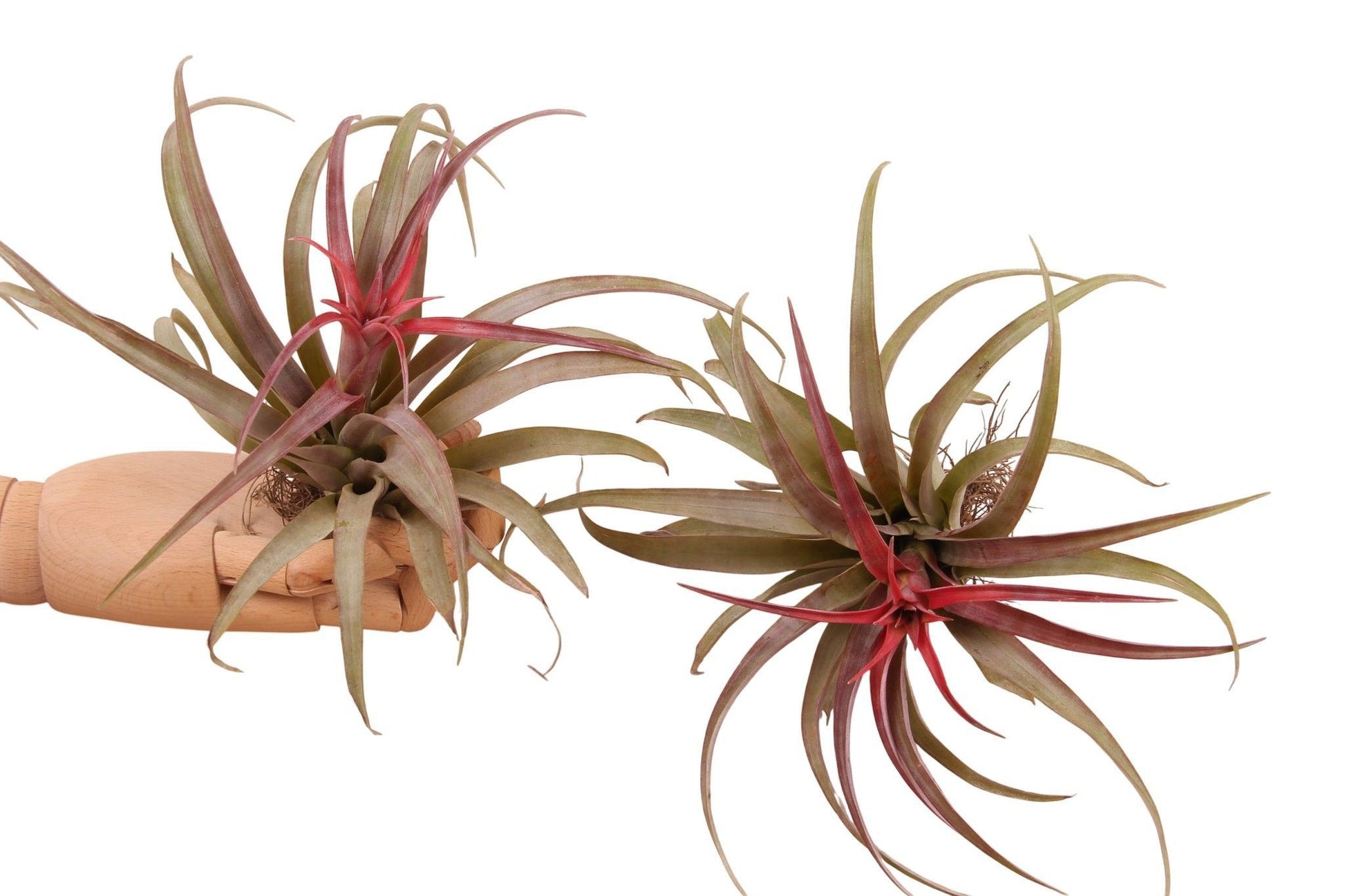 Rip Bromini BV Guzmania Priscilla Pack of 6