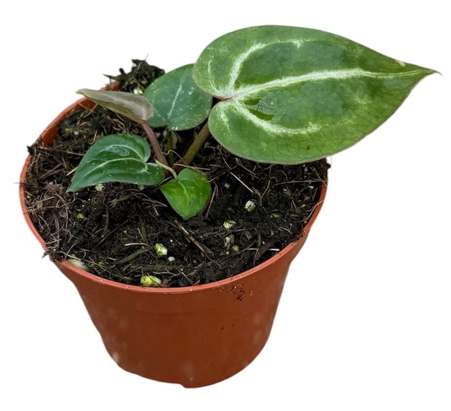 Anthurium Red Crystallinum 10cm 8cm Pot