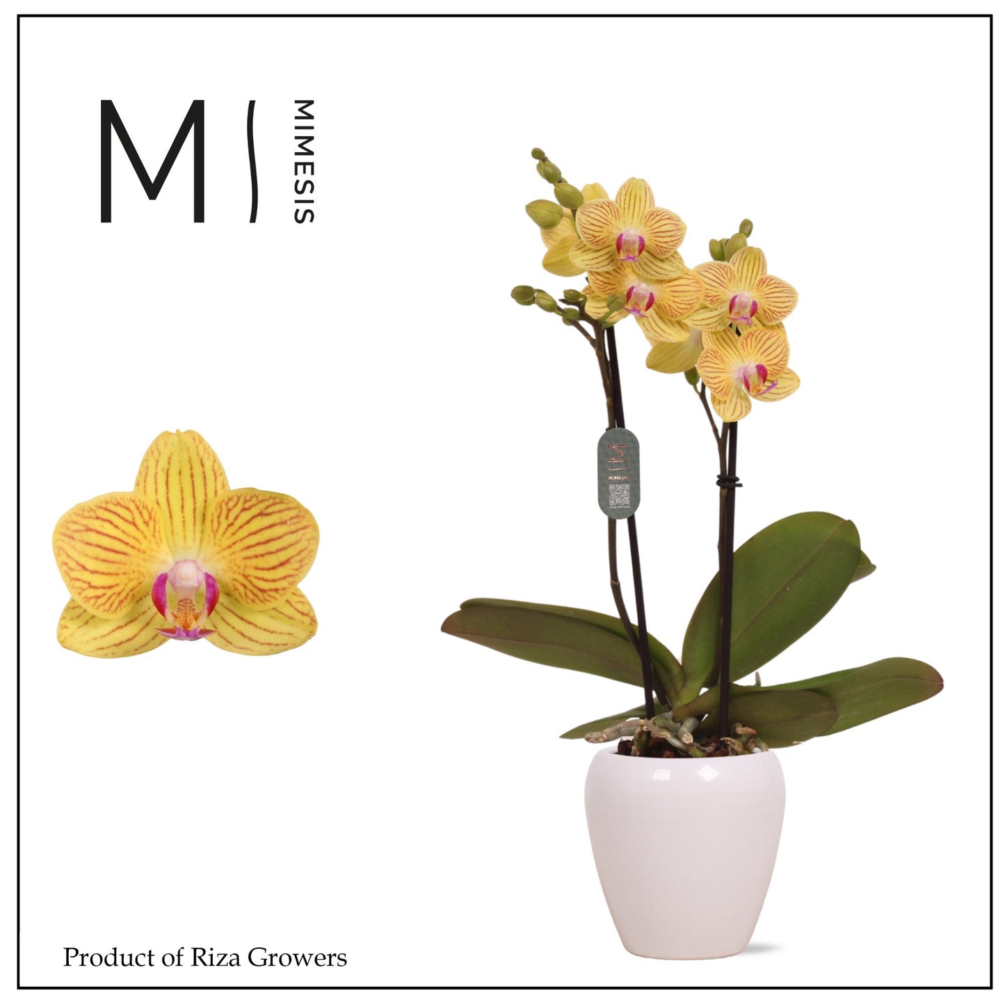 Phalaenopsis mf. Golden Baby 32cm 7cm Pot