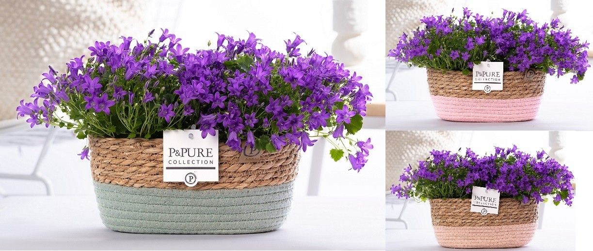 Campanula Porto 17cm 27cm Pot
