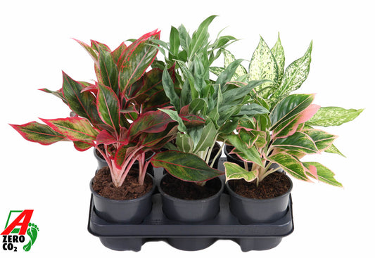 Aglaonema mix 40cm 13cm Pot
