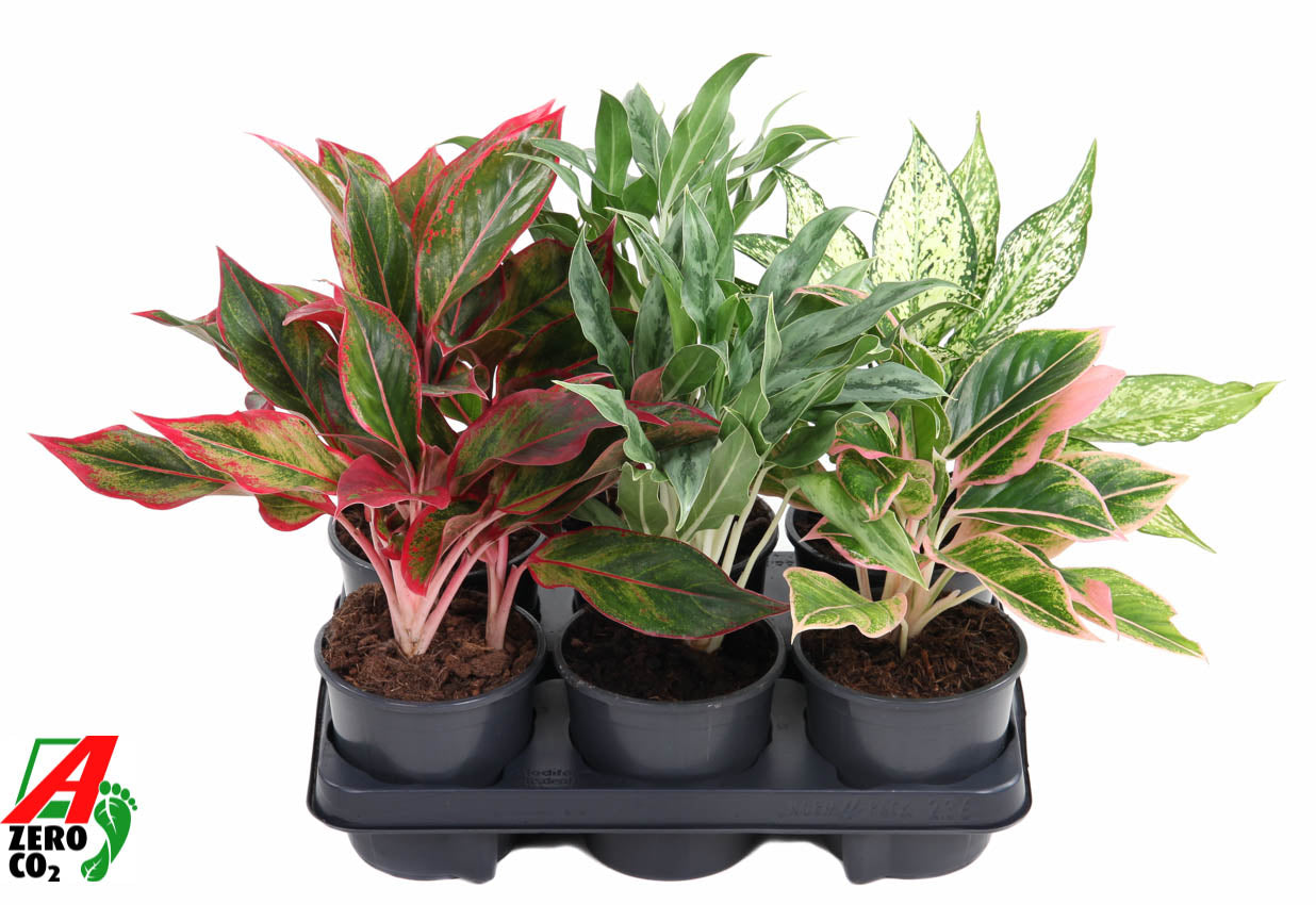 Aglaonema mix 40cm 13cm Pot