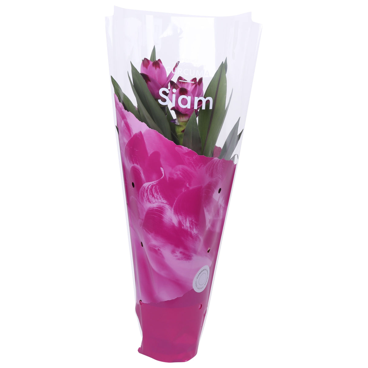 Curcuma Siam Splash 65cm 14cm Pot