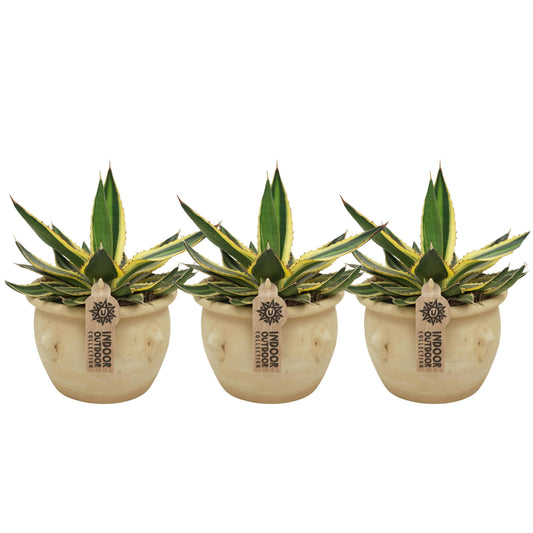 Agave lophantha Quadricolor 26cm 13cm Pot