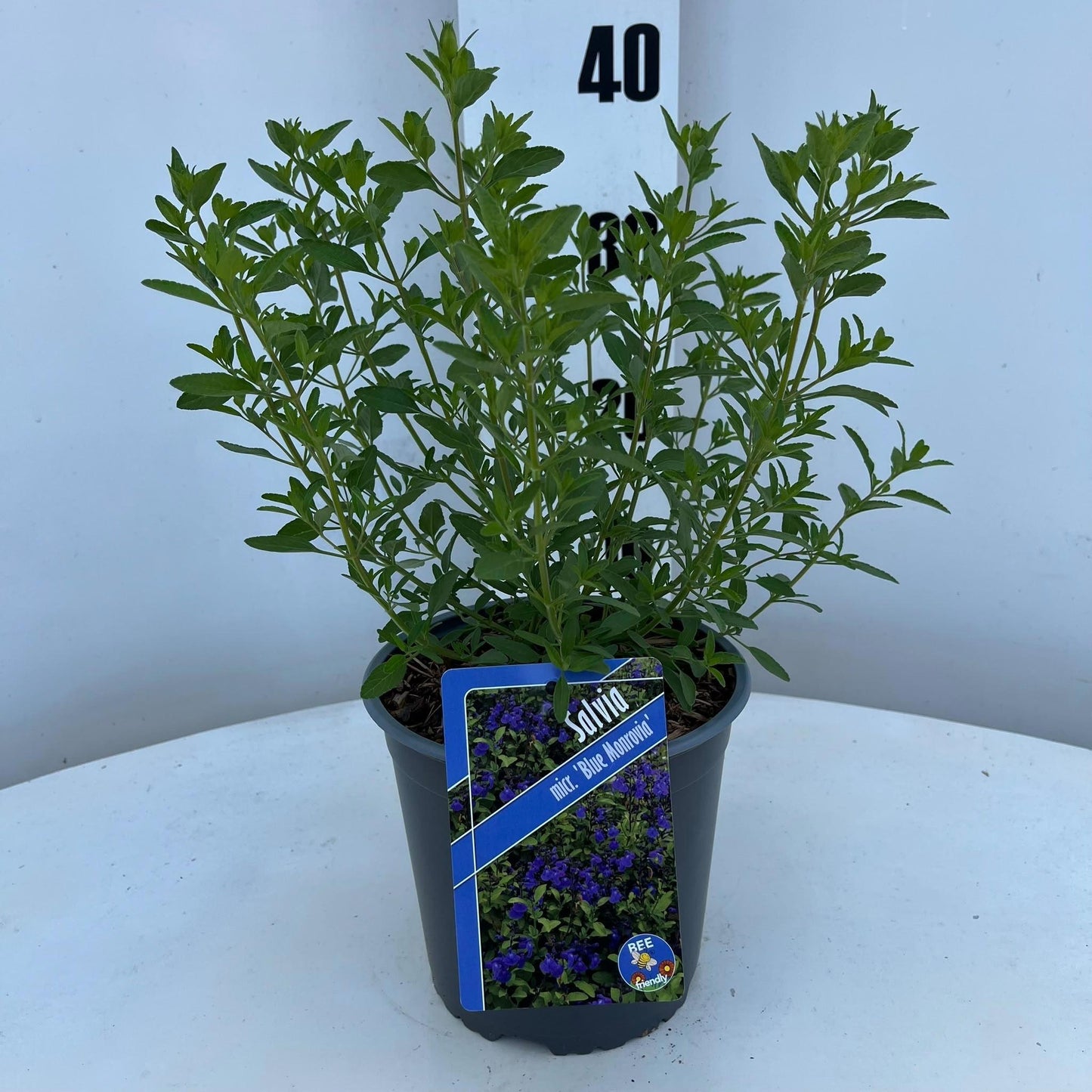 Salvia microphylla 30cm 17cm Pot