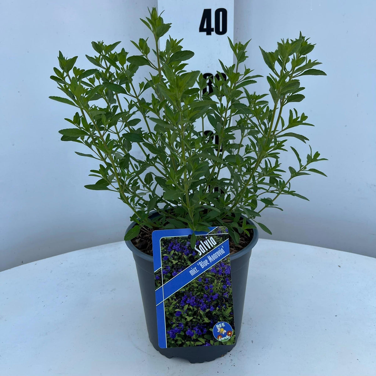 Salvia microphylla 30cm 17cm Pot