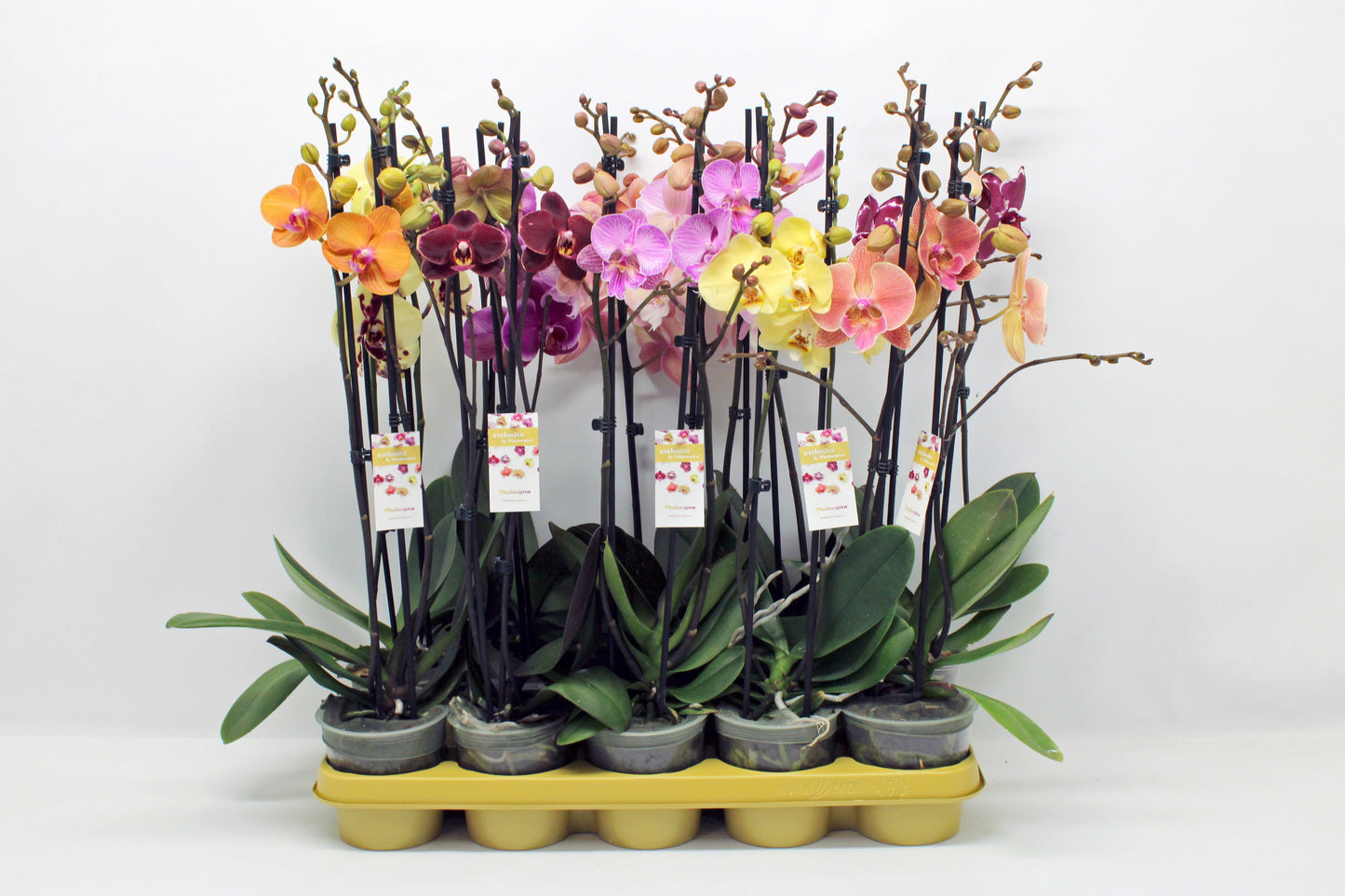 Phalaenopsis mix 10 colors 60cm 12cm Pot