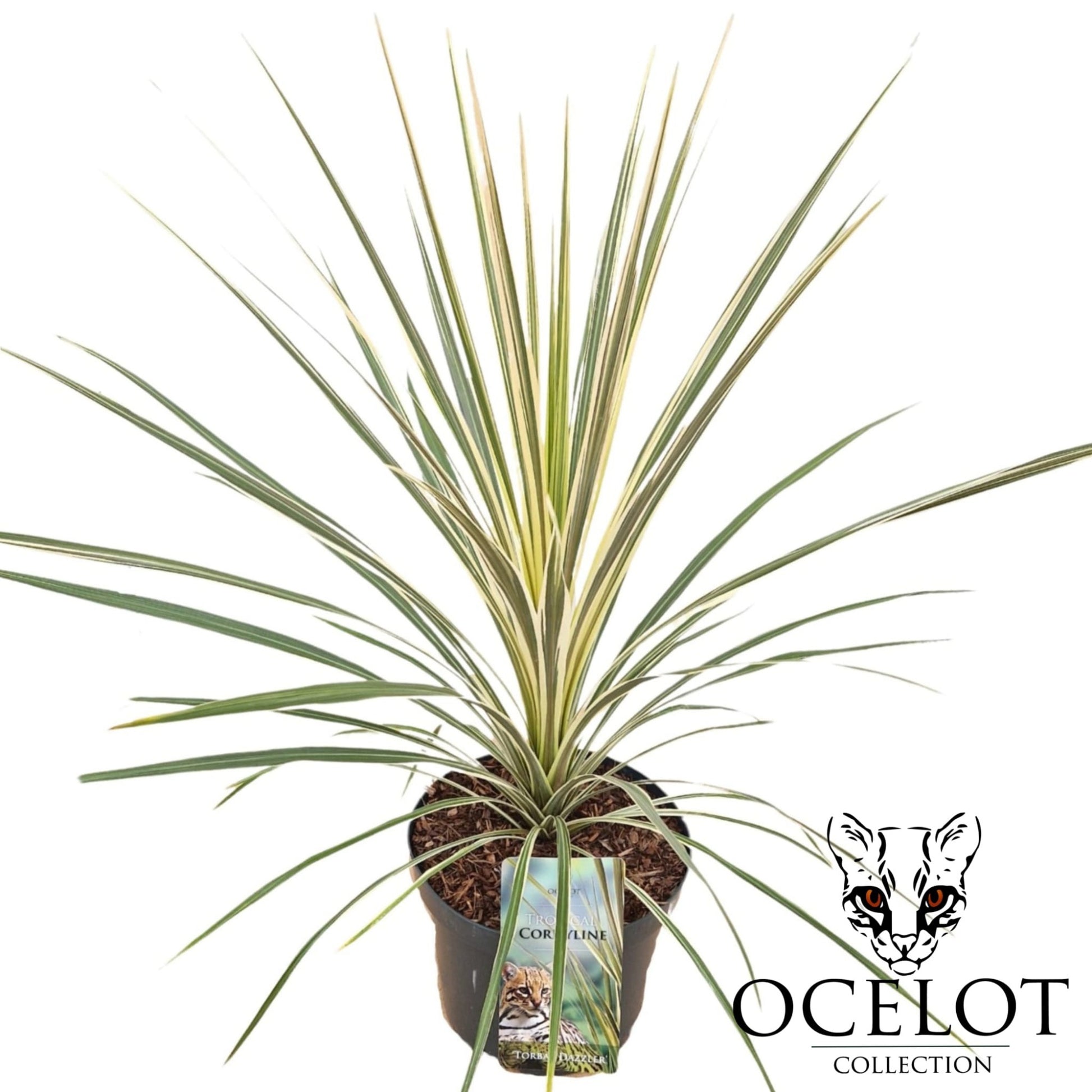 Cordyline Torbay Dazzler 80cm 26cm Pot