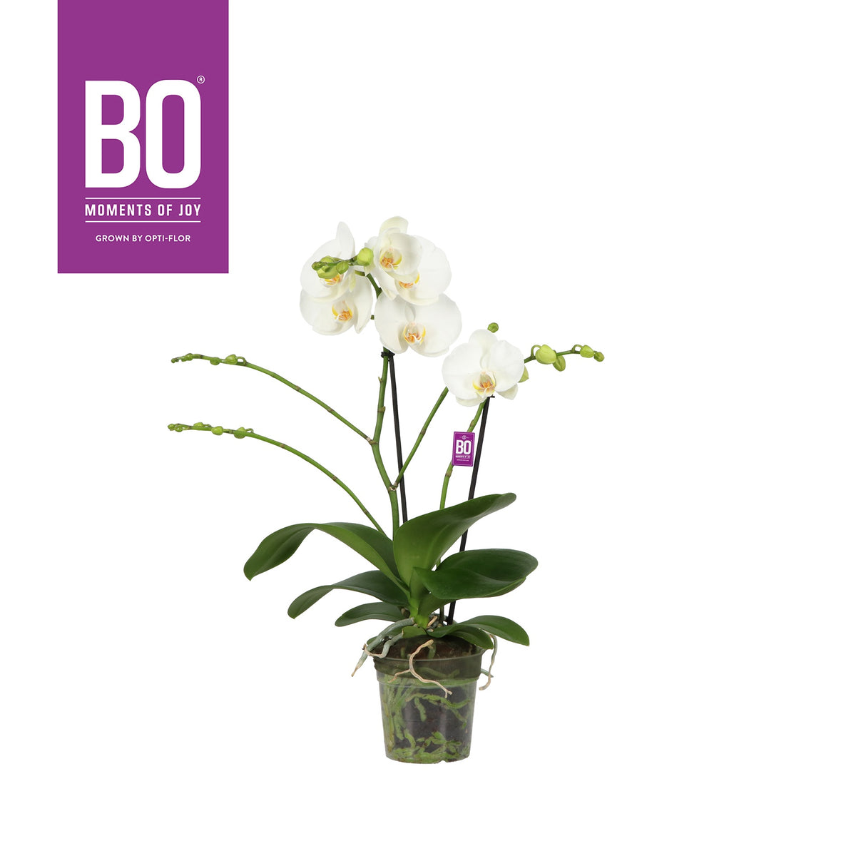 Phalaenopsis white 50cm 12cm Pot