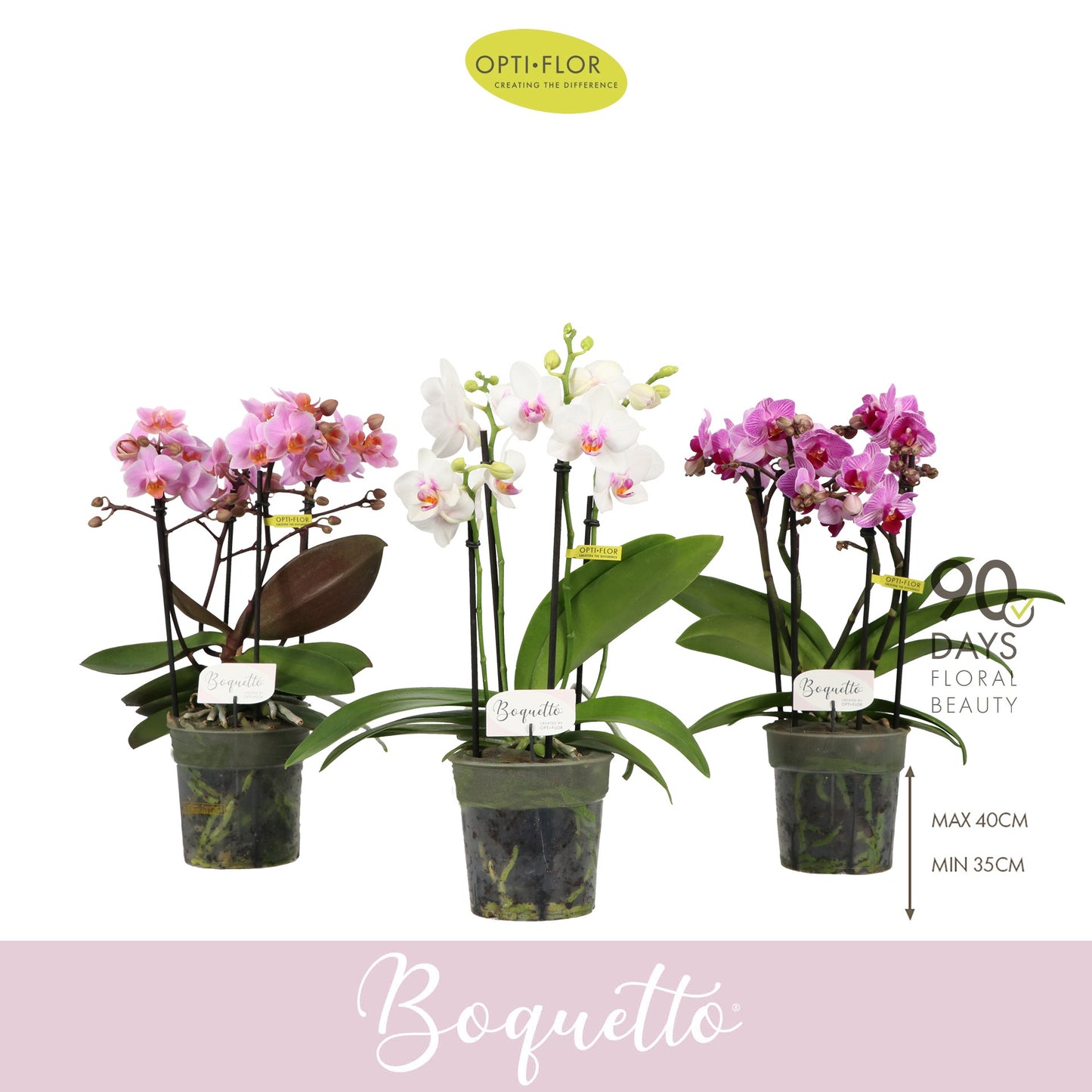 Phalaenopsis Boquetto mix Pinko 35cm 12cm Pot