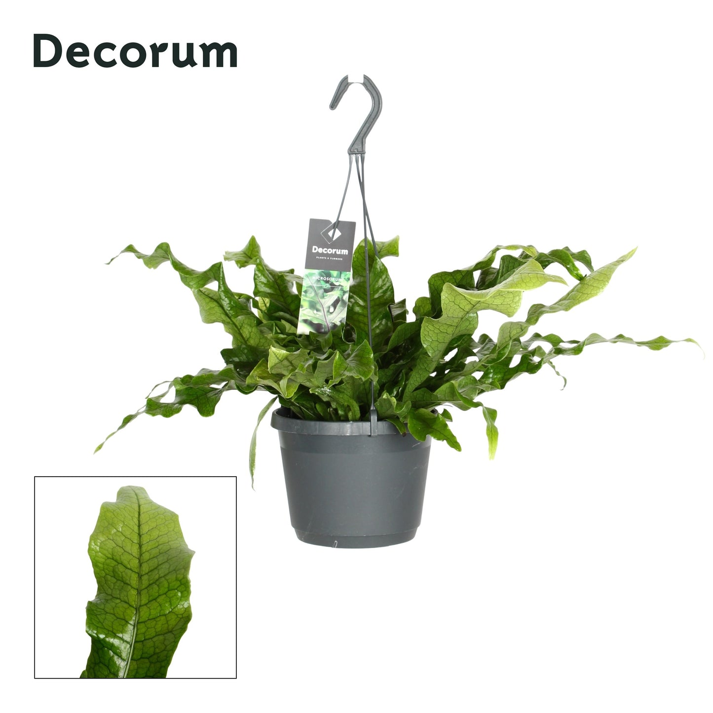 Hillplant BV Microsorum Crocodyllus Pack of 6