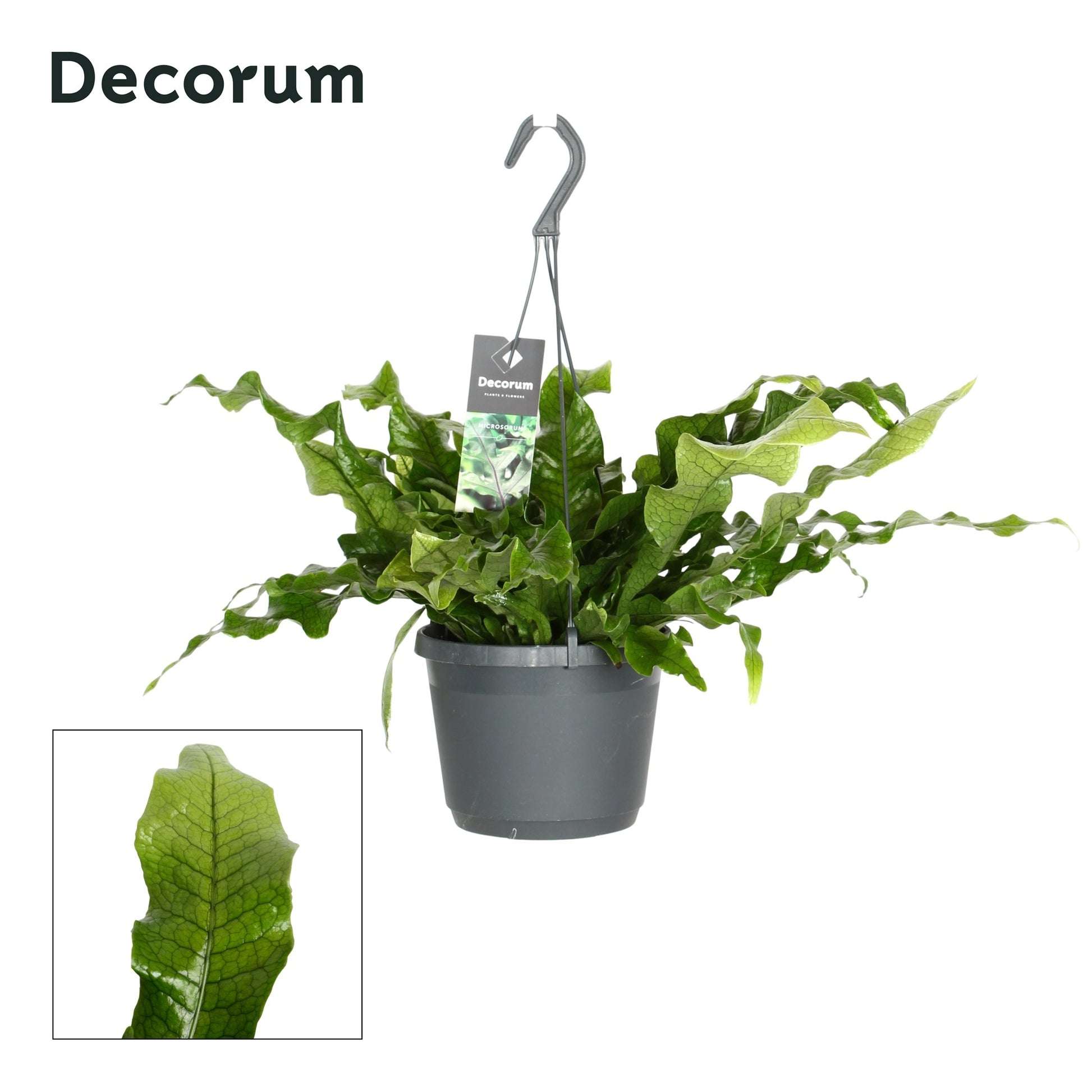 Hillplant BV Microsorum Crocodyllus Pack of 6