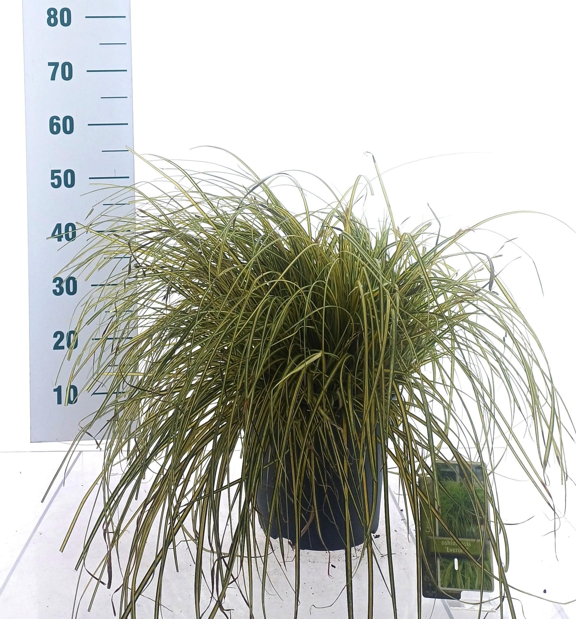 Carex oshimensis 60cm 23cm Pot