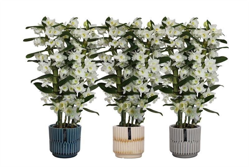 Logico Dendrobium Apollon Pack of 5