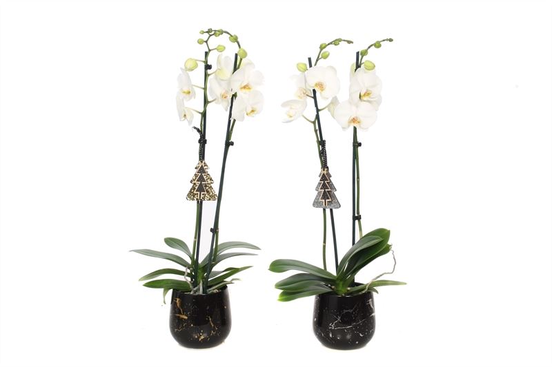 Phalaenopsis white 55cm 12cm Pot