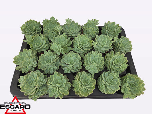 Escaro VOF, Hkw. Echeveria elegans Pack of 20