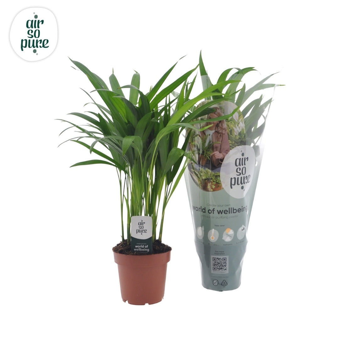 Dypsis lutescens 40cm 12cm Pot