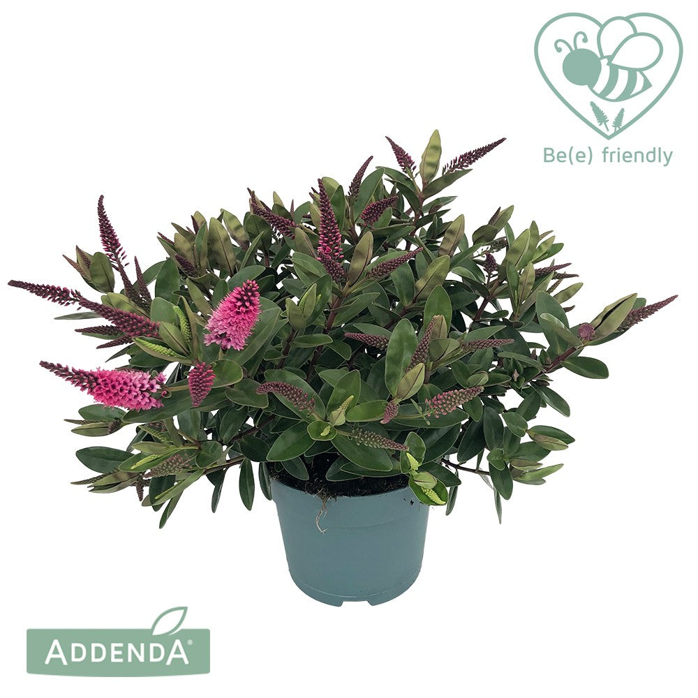 Hebe Hebedonna Elsa 35cm 15cm Pot