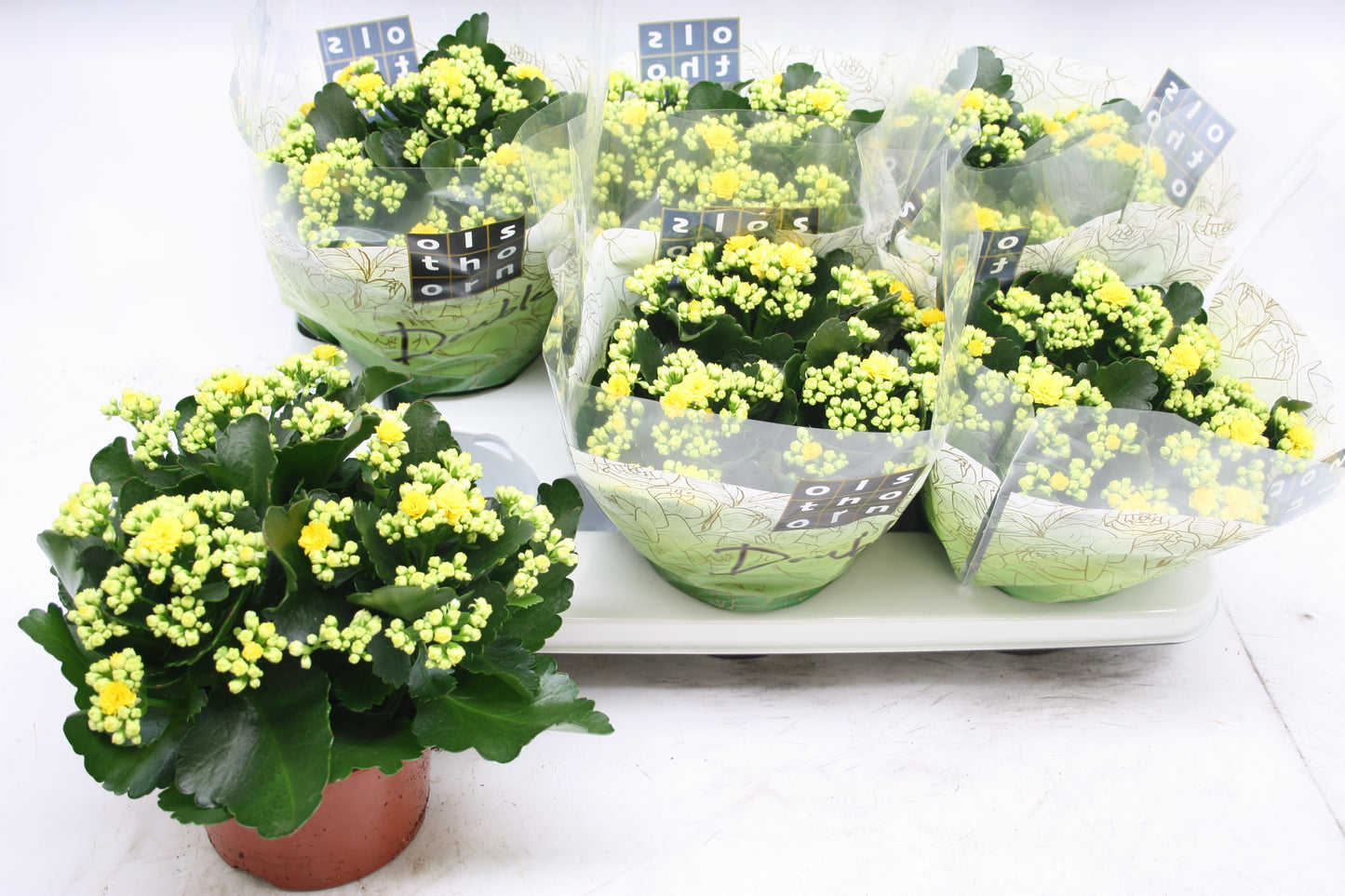 Olsthoorn & Zn BV, Tinus Kalanchoe Calandiva Piaff Pack of 6