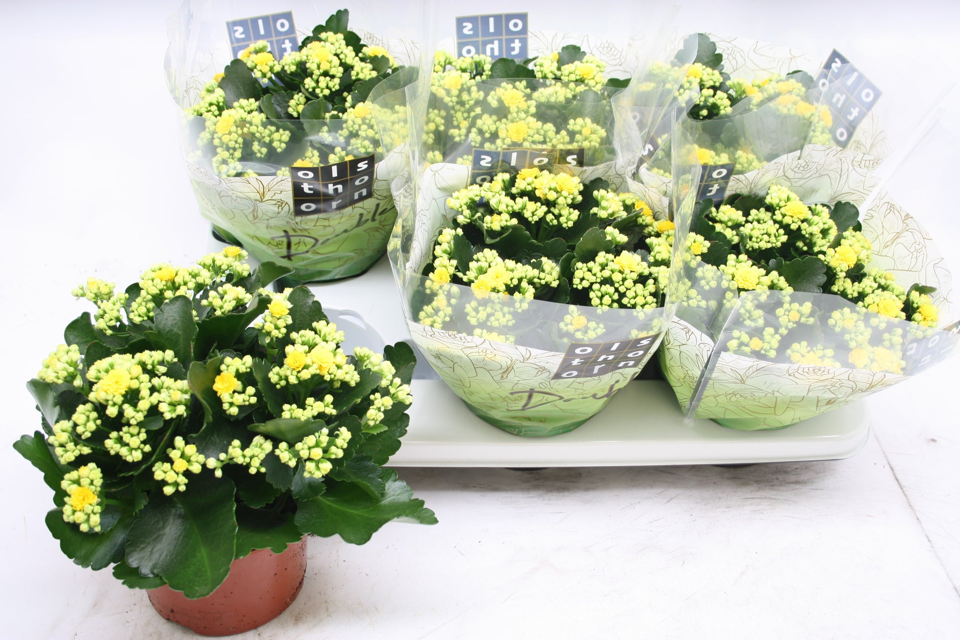 Olsthoorn & Zn BV, Tinus Kalanchoe Calandiva Piaff Pack of 6