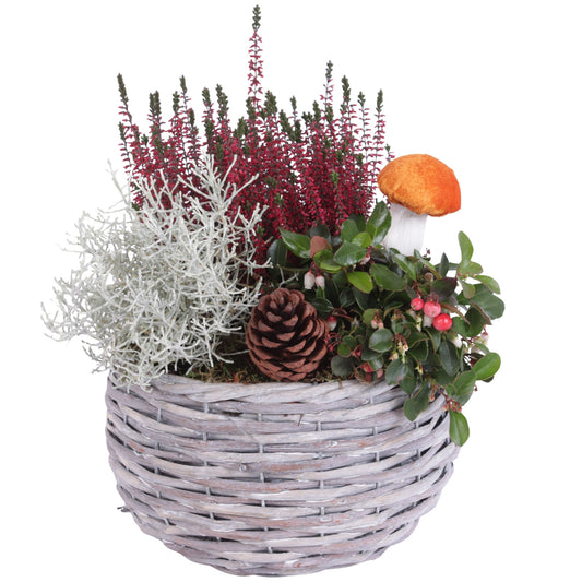 Outdoor arrangement 35cm 23cm Pot
