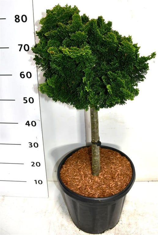 Chamaecyparis obtusa Nana Gracilis 90cm 32cm Pot