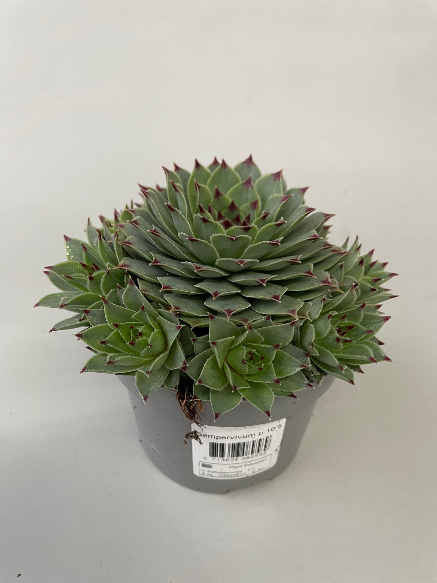 Sempervivum Tectorum 15cm 10.5cm Pot