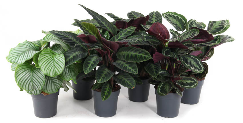 Ammerlaan Green Innovator Calathea mix Pack of 5