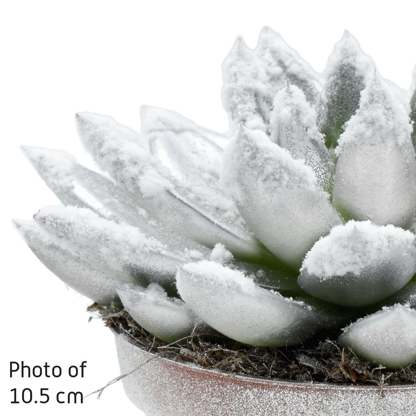 Echeveria Silver Pearl 11cm 8.5cm Pot