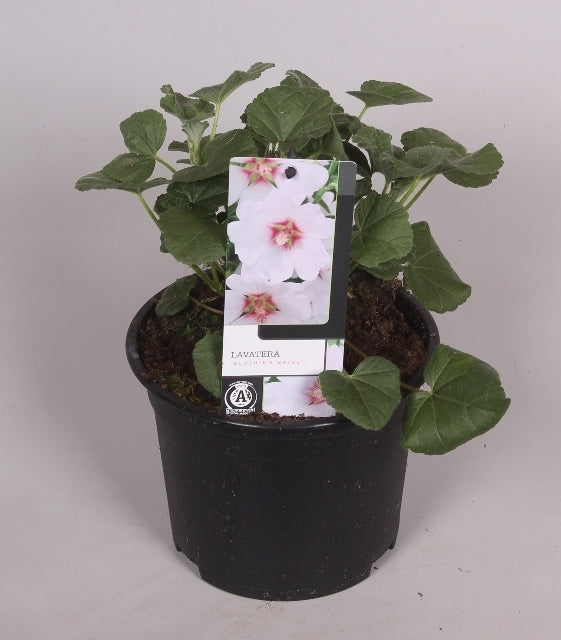 Lavatera Blushing Bride 15cm 17cm Pot