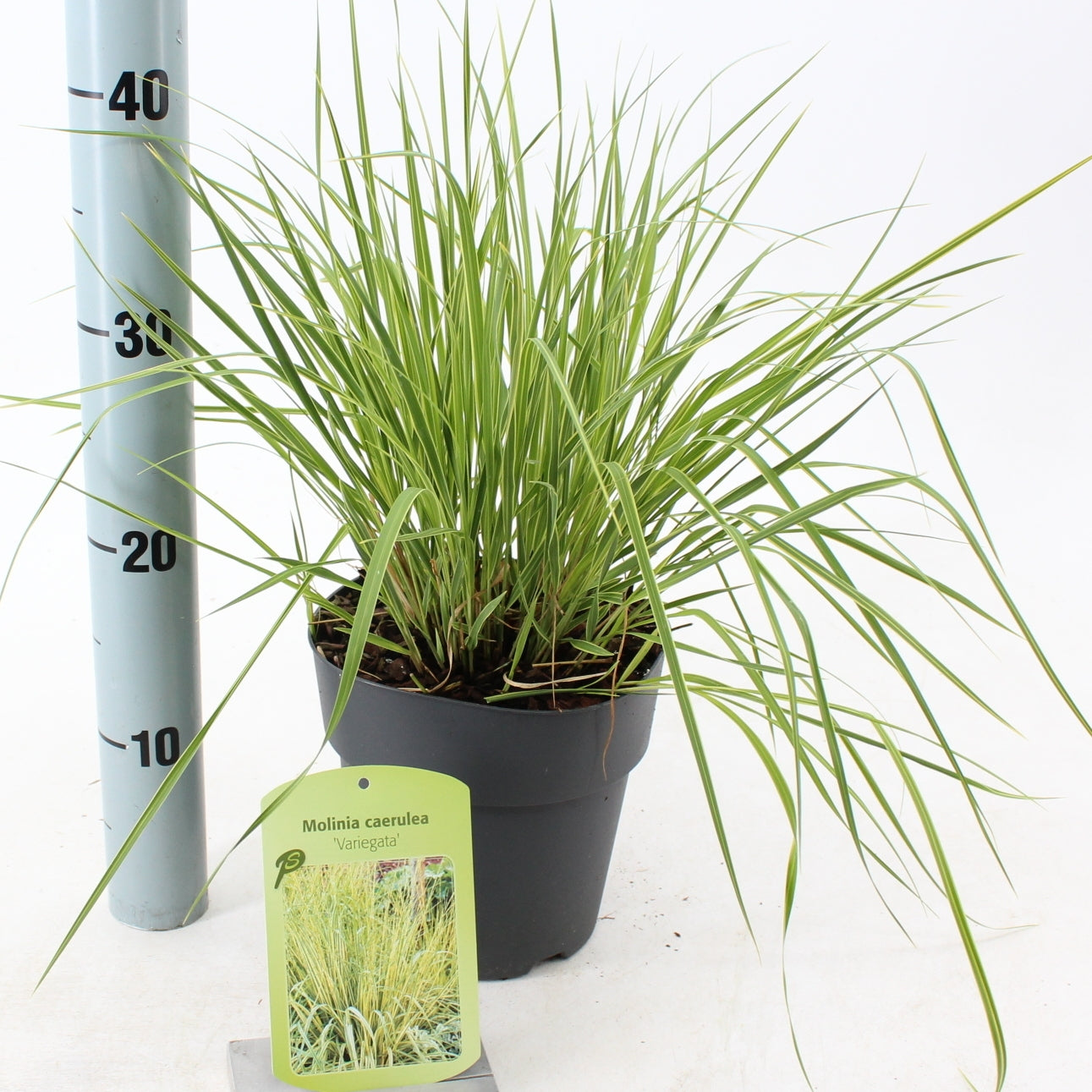 Molinia Variegata 30cm 17cm Pot