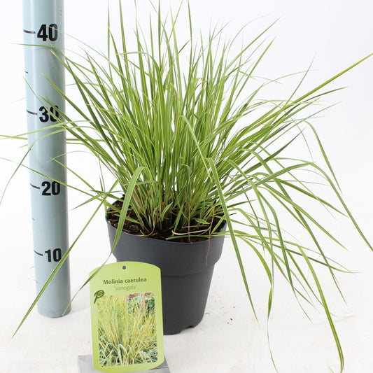 Molinia Variegata 30cm 17cm Pot