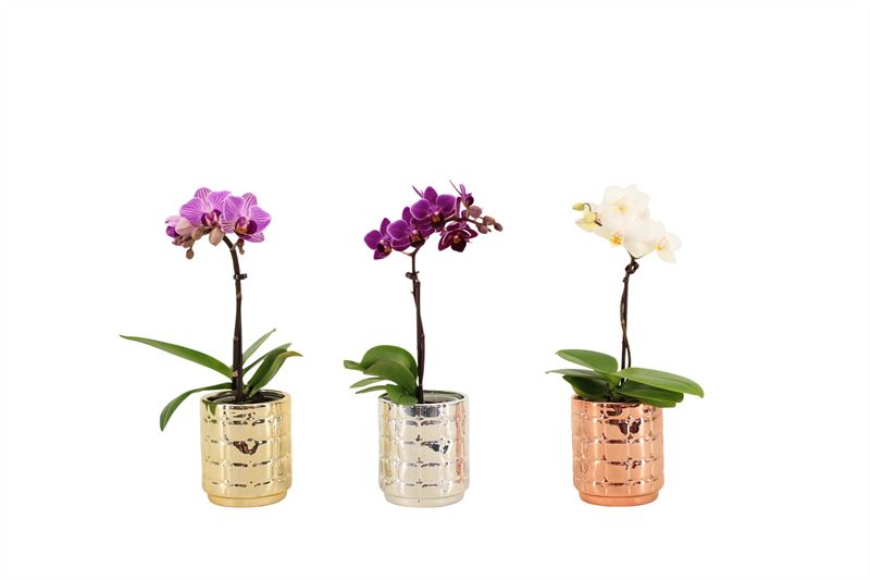 Phalaenopsis hybrid 17cm 6cm Pot