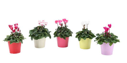 Cyclamen Verano Mix 19cm 10cm Pot