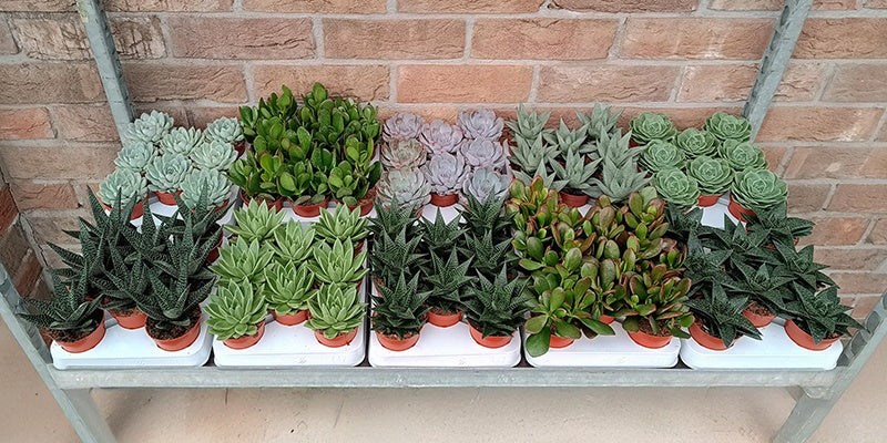 Amigo Plant VOF Succulenten mix Pack of 8