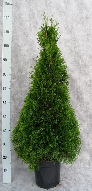 Thuja occidentalis Smaragd 130cm 24cm Pot