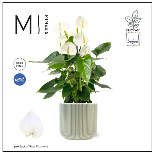 Anthurium Karma White 50cm 17cm Pot